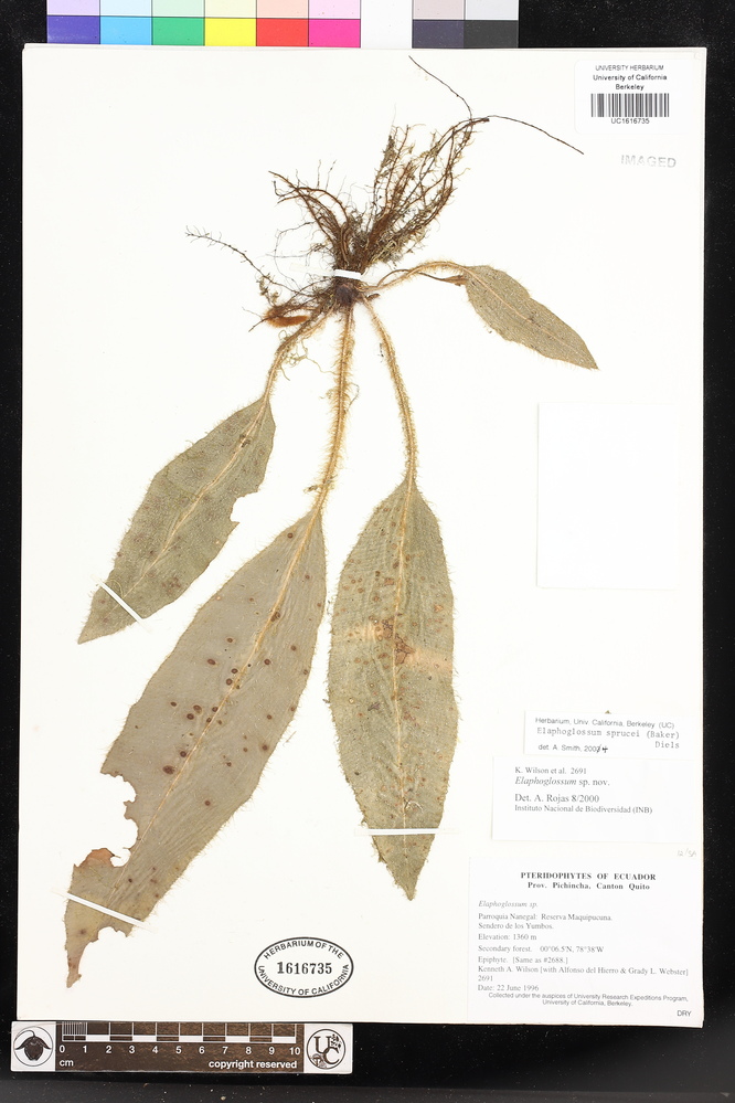 Elaphoglossum sprucei image
