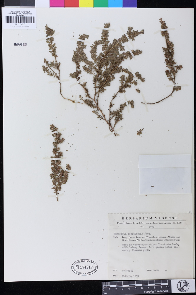 Euphorbia scordiifolia image