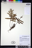 Pleopeltis fraseri image