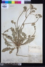 Crepis vesicaria image