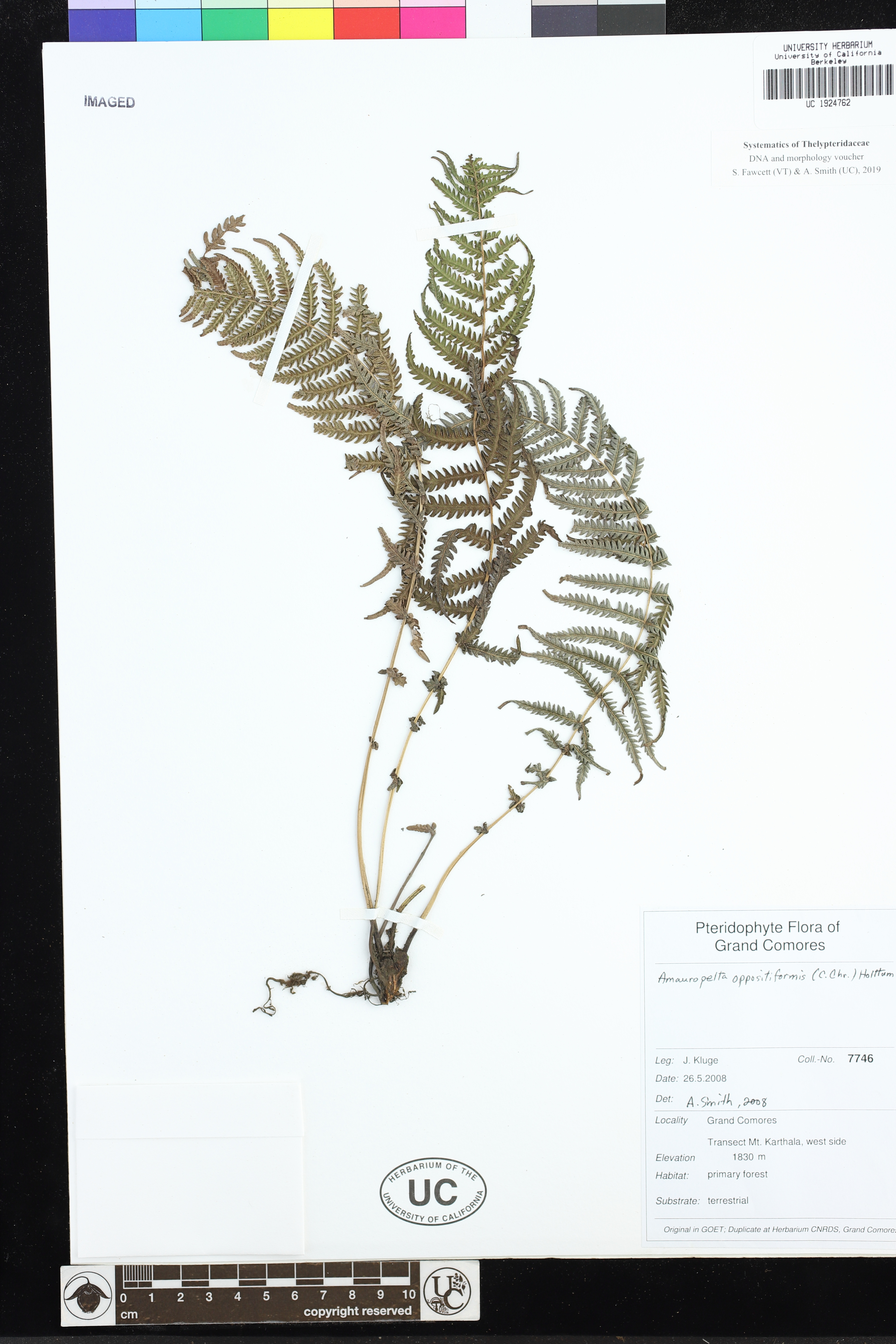 Amauropelta oppositiformis image