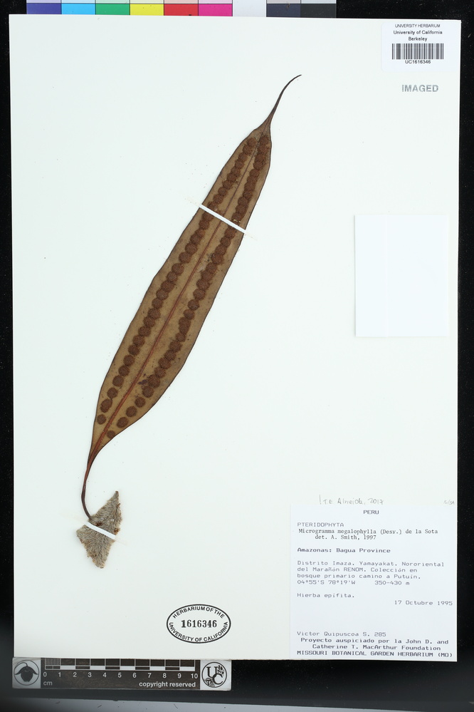 Microgramma megalophylla image