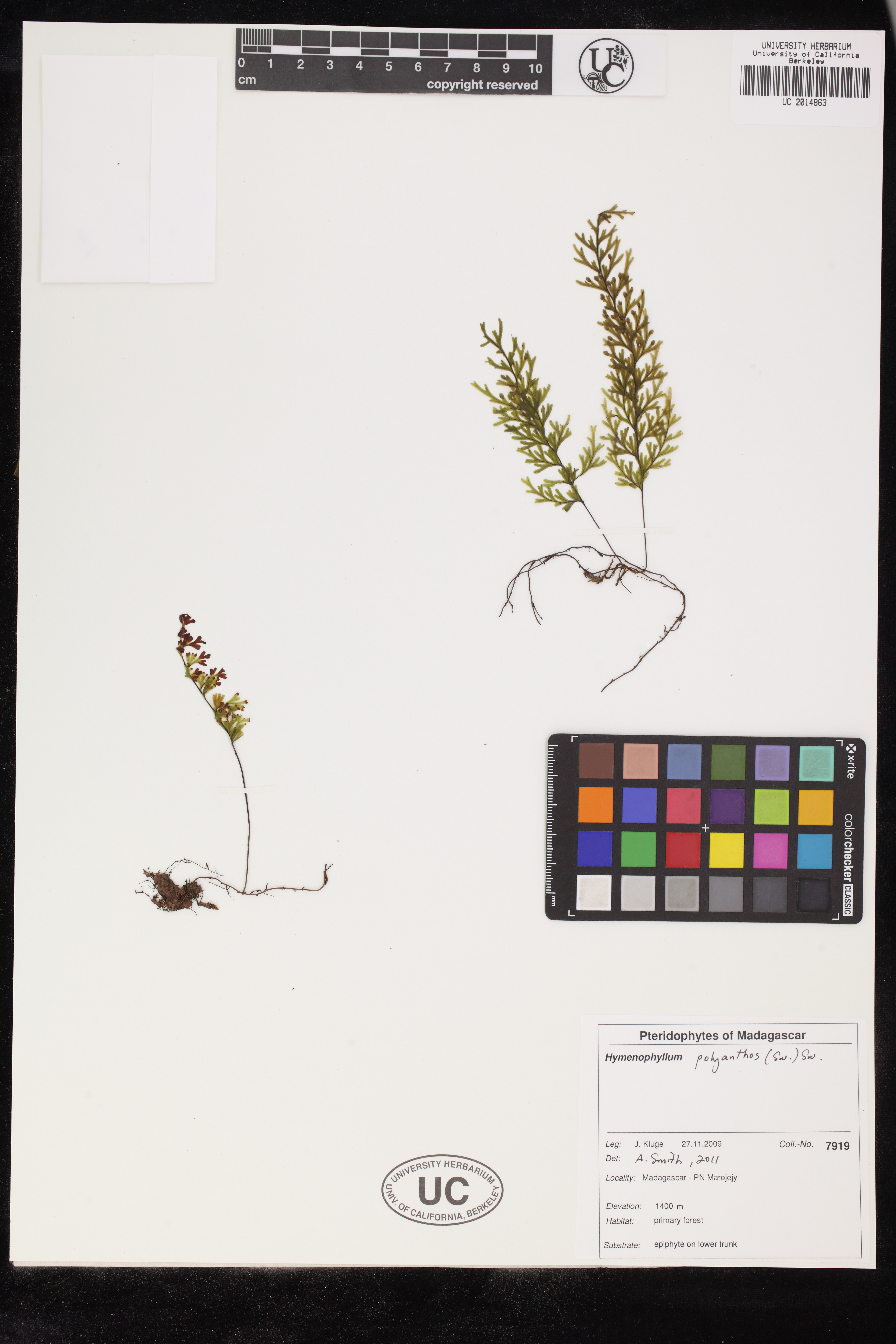 Hymenophyllum polyanthos image