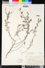 Cordylanthus pilosus subsp. pilosus image