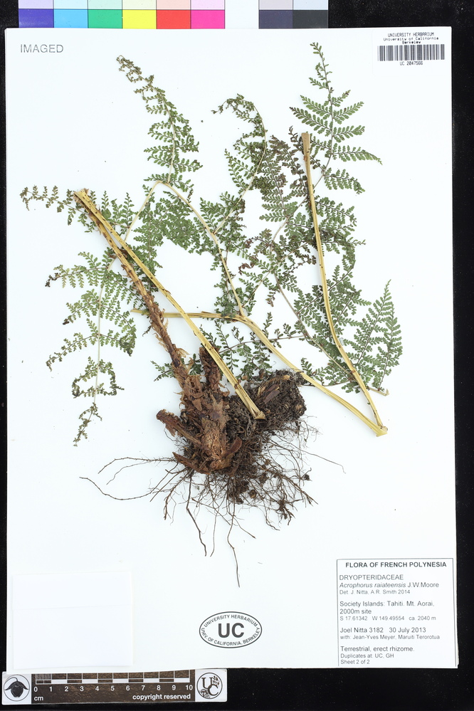 Dryopteris raiateensis image