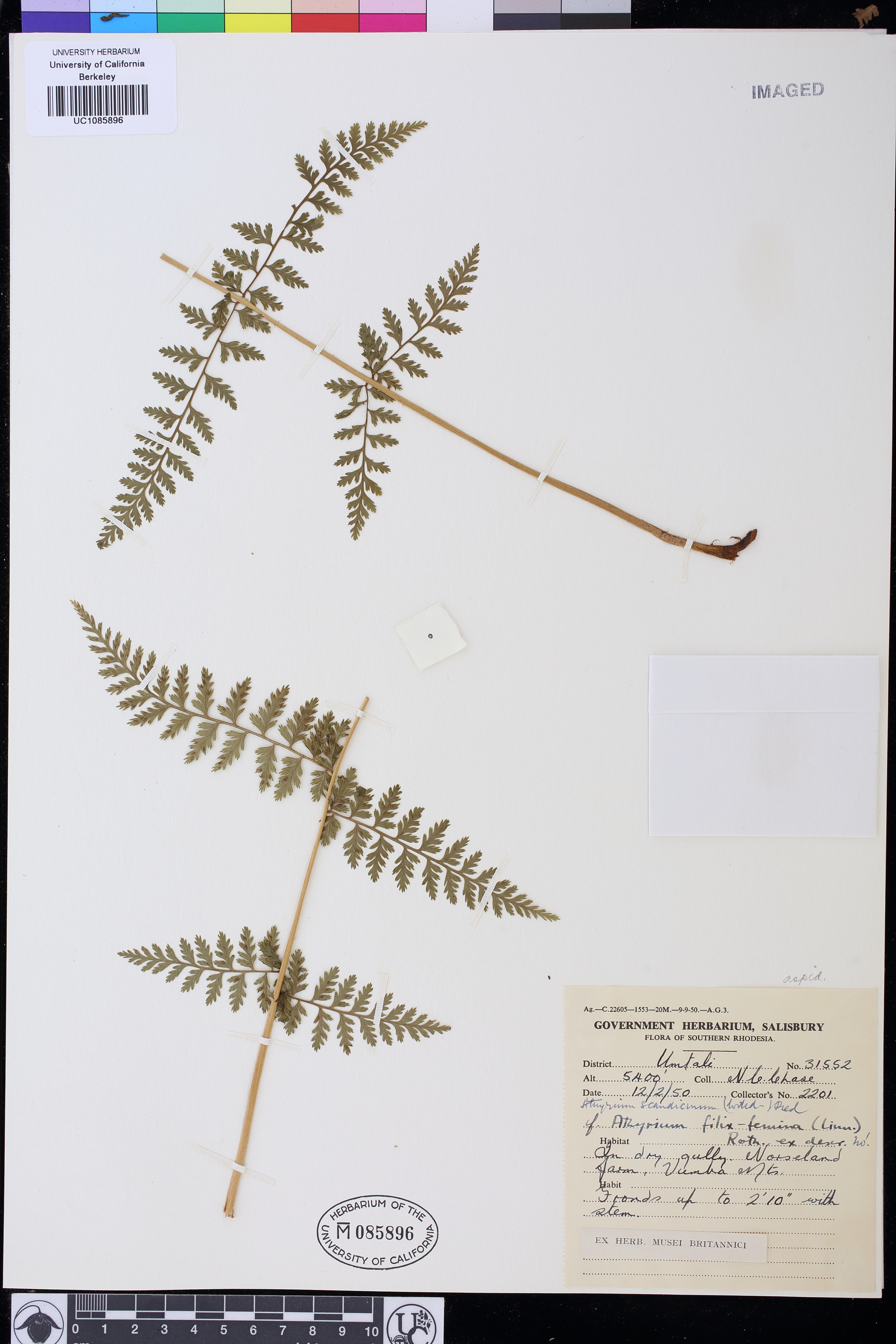 Athyrium scandicinum image