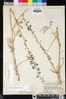 Delphinium parishii subsp. subglobosum image