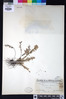 Ctenopterella lasiostipes image
