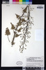 Scrophularia californica image