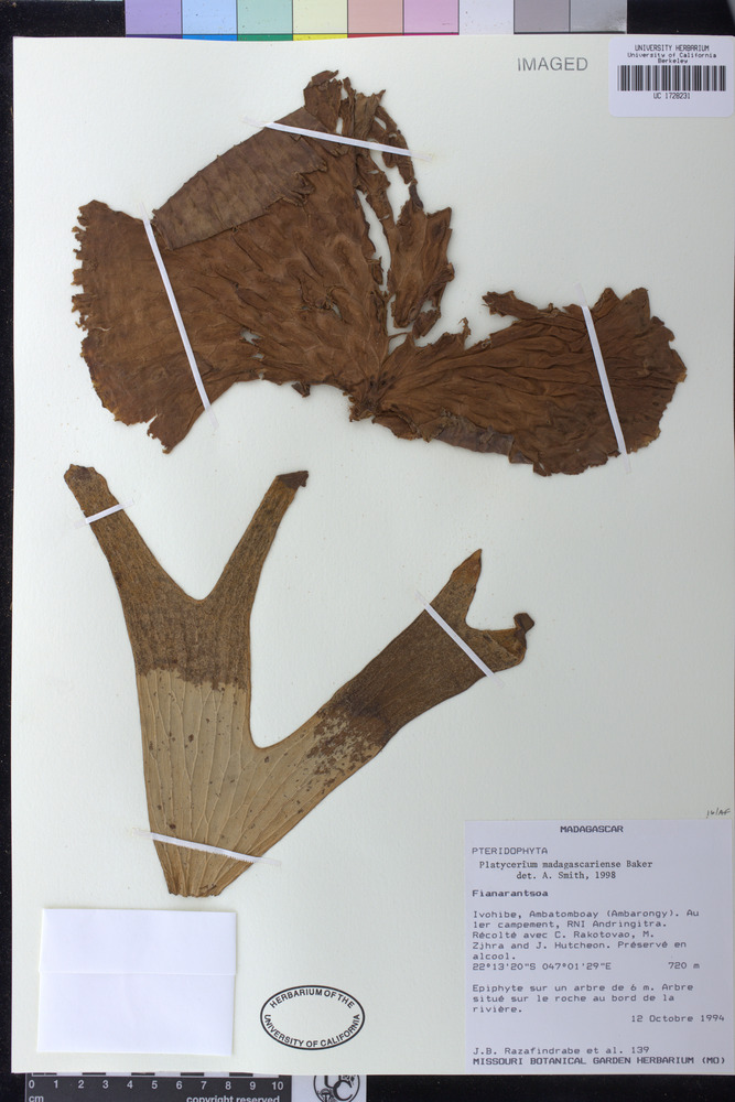 Platycerium madagascariense image