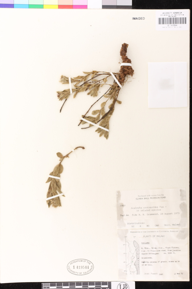 Acalypha polymorpha image