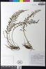 Pleopeltis segregata image