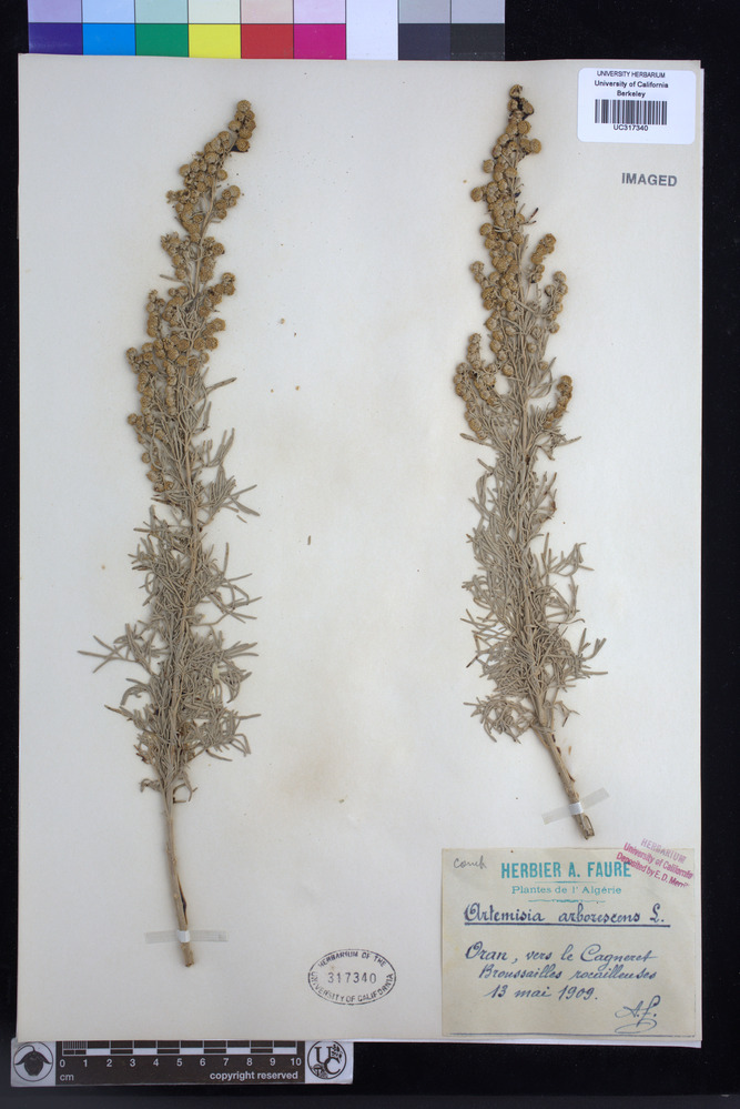 Artemisia arborescens image