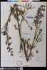 Delphinium parryi subsp. blochmaniae image