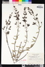 Keckiella breviflora var. glabrisepala image