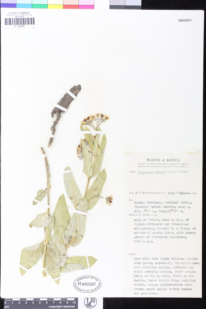 Pachycarpus grantii image