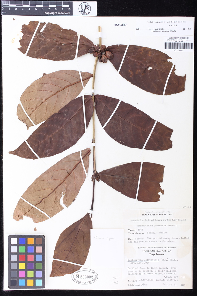 Schizozygia image