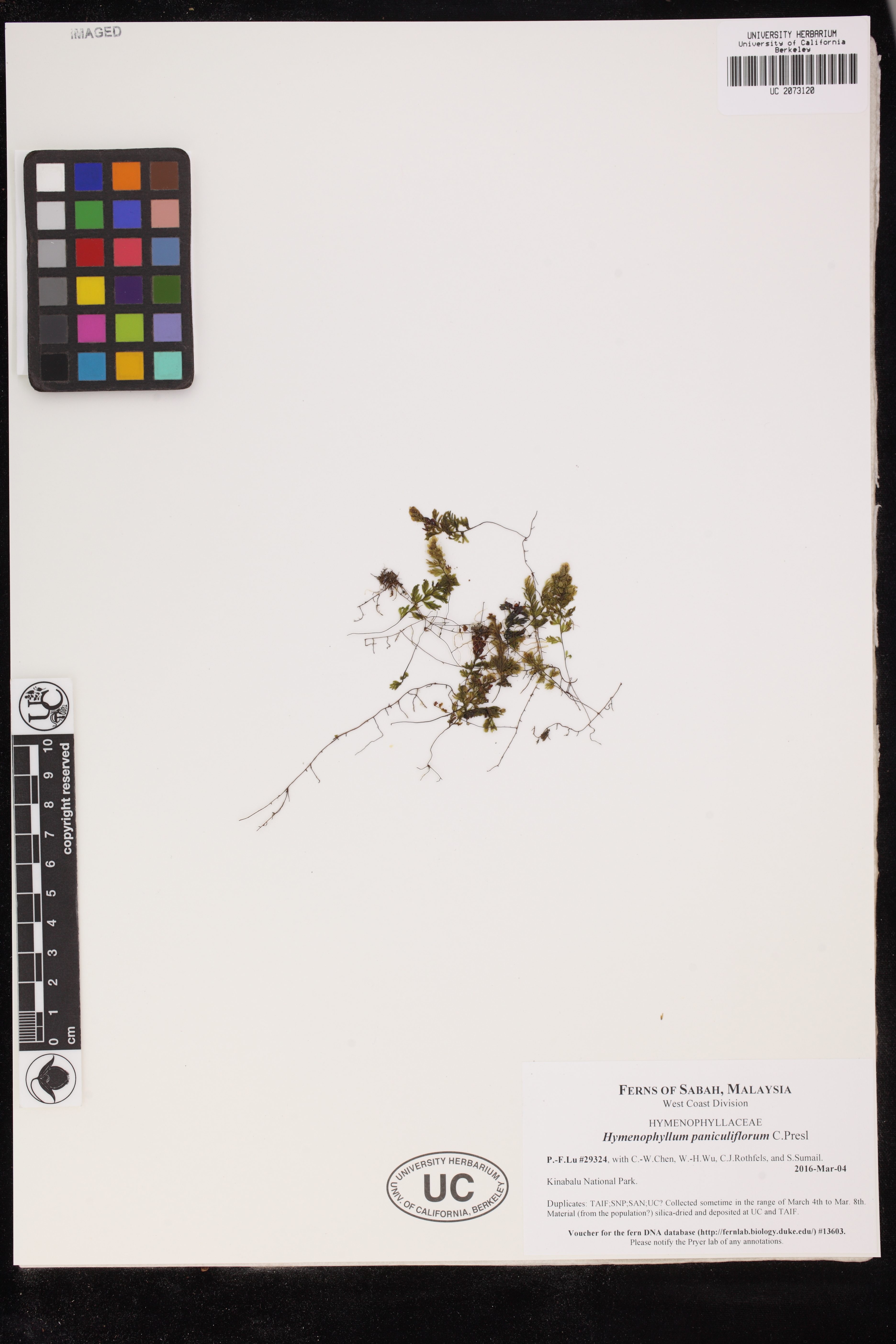 Hymenophyllum paniculiflorum image