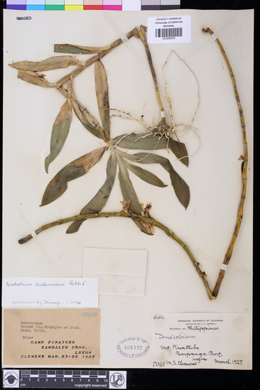 Dendrobium bullenianum image