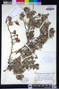 Cercocarpus betuloides var. blancheae image