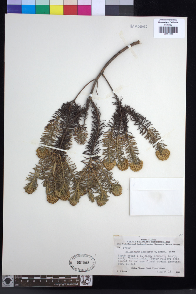 Helichrysum abietifolium image