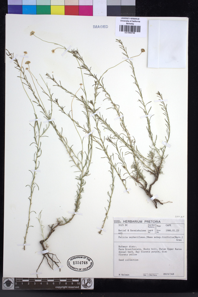 Felicia zeyheri subsp. linifolia image