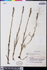Image of Habenaria montevidensis