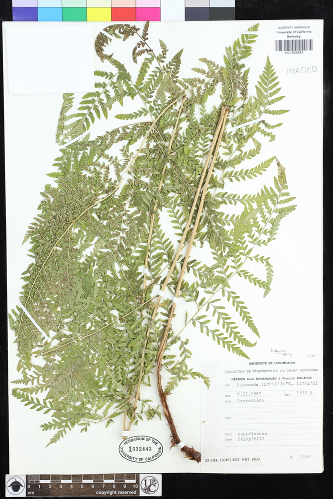 Dryopteris image