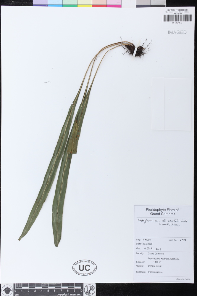 Elaphoglossum lancifolium image