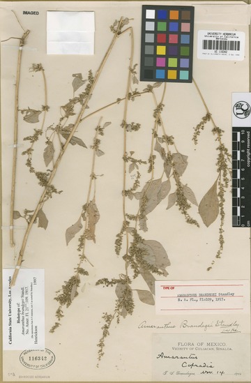 Amaranthus brandegeei image