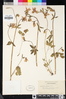 Aquilegia formosa image