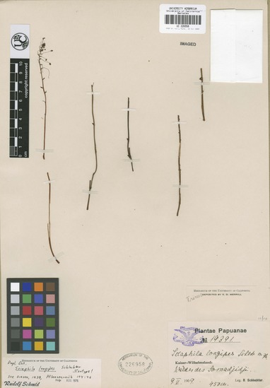 Triuridaceae image
