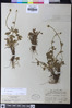 Ranunculus eschscholtzii var. oxynotus image