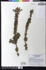 Cotoneaster hodjingensis image