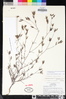 Cordylanthus tenuis image