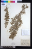 Artemisia arborescens image