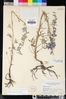 Delphinium parryi image