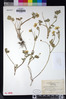 Ranunculus californicus image