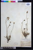 Crepis hypochaeridea image