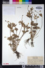 Ranunculus eschscholtzii var. oxynotus image