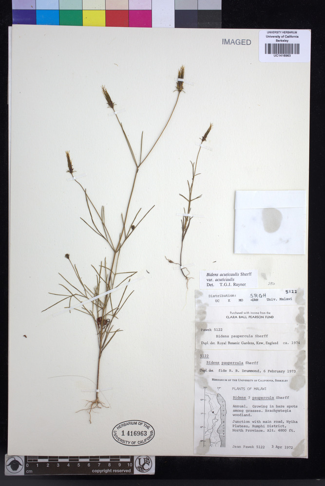 Bidens acuticaulis image