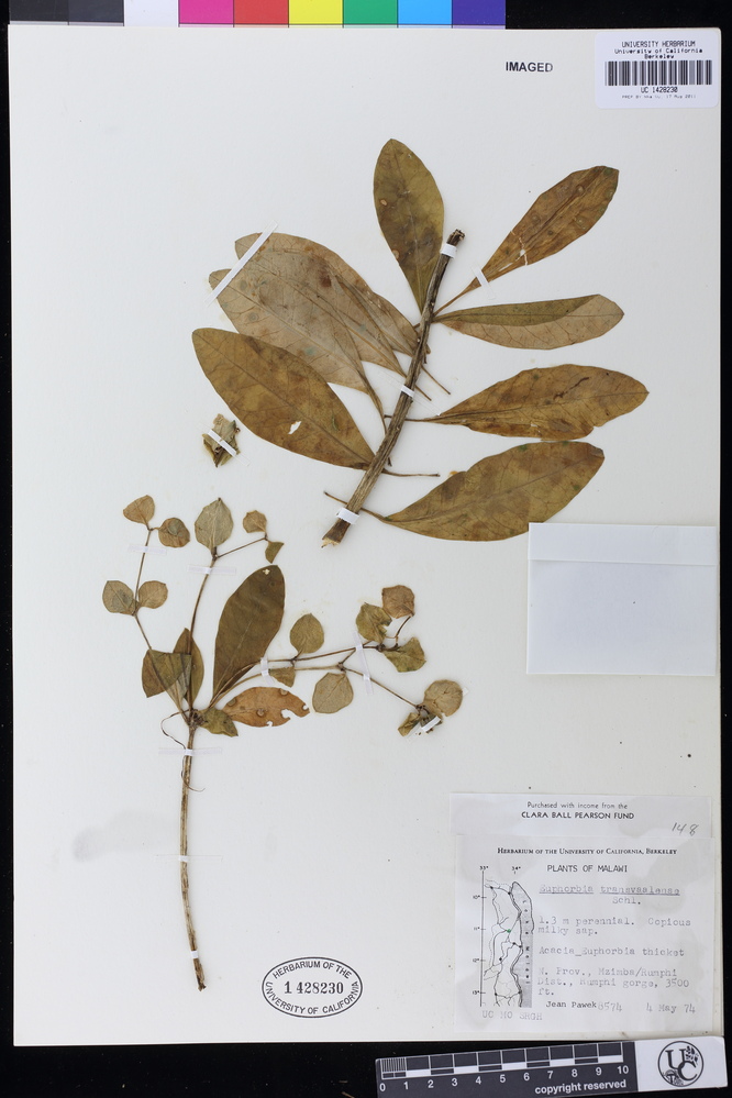 Euphorbia transvaalensis image