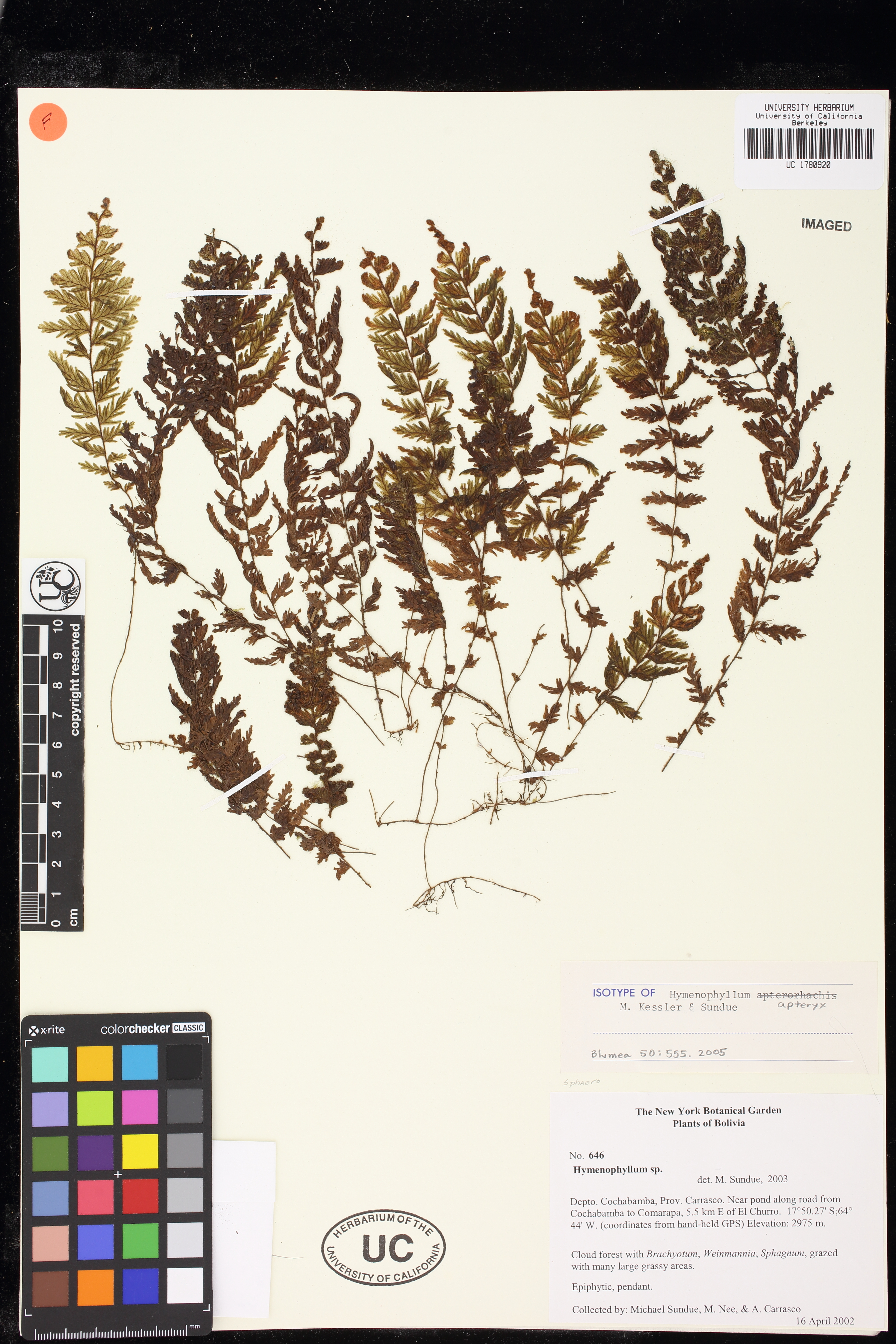 Hymenophyllum apteryx image