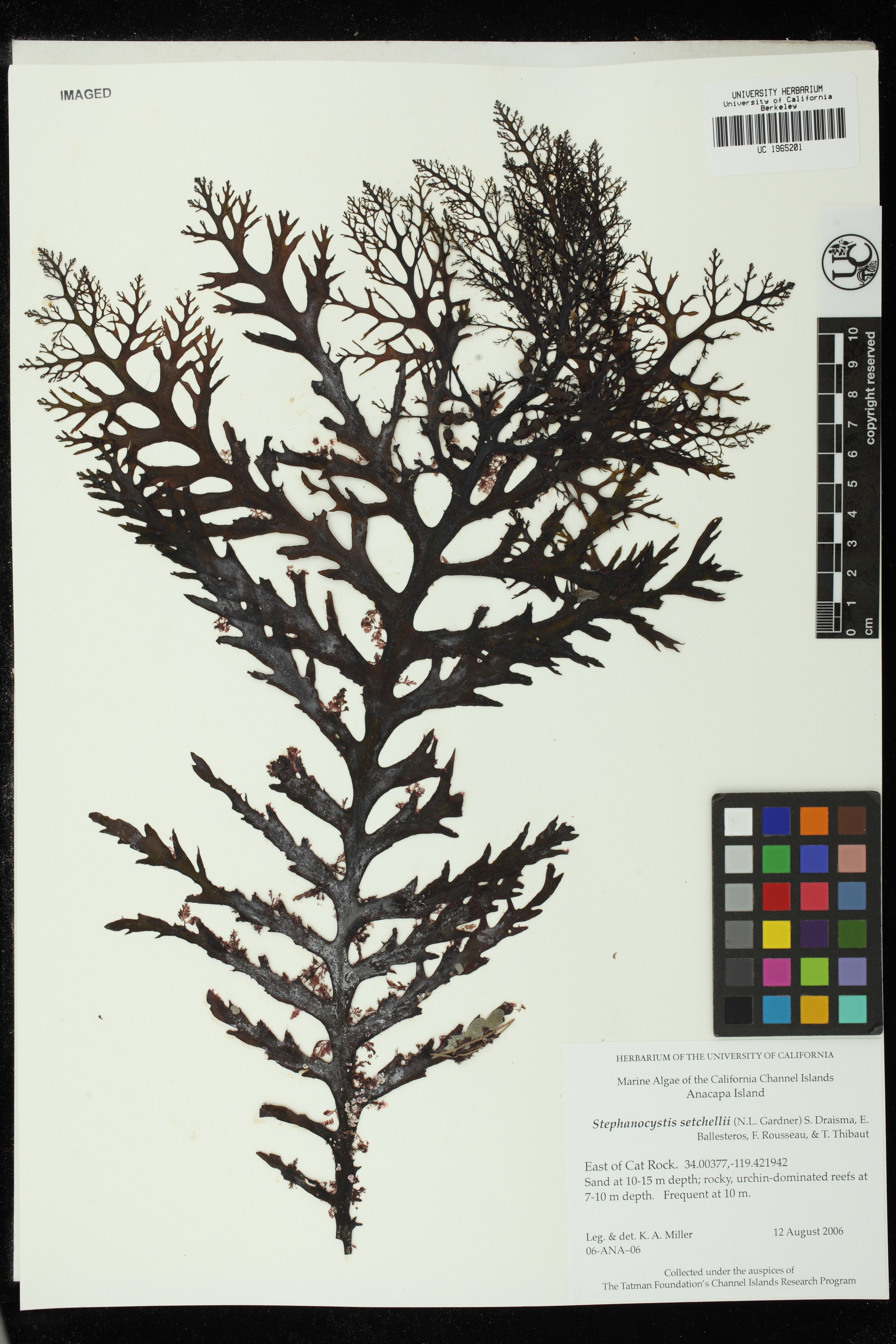 University Herbarium: Macroalgae: Seaweeds: California Seaweed 