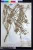 Crepis vesicaria image