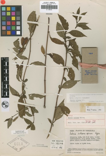 Salvia iuliana image