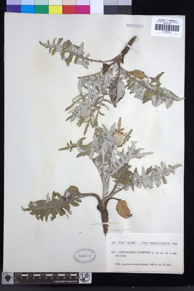 Rhaponticum coniferum image