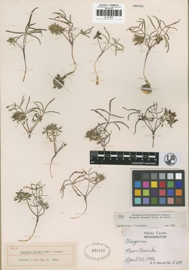 Lomatium lithosolamans image