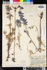 Delphinium parryi subsp. blochmaniae image