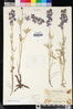 Delphinium parryi subsp. maritimum image